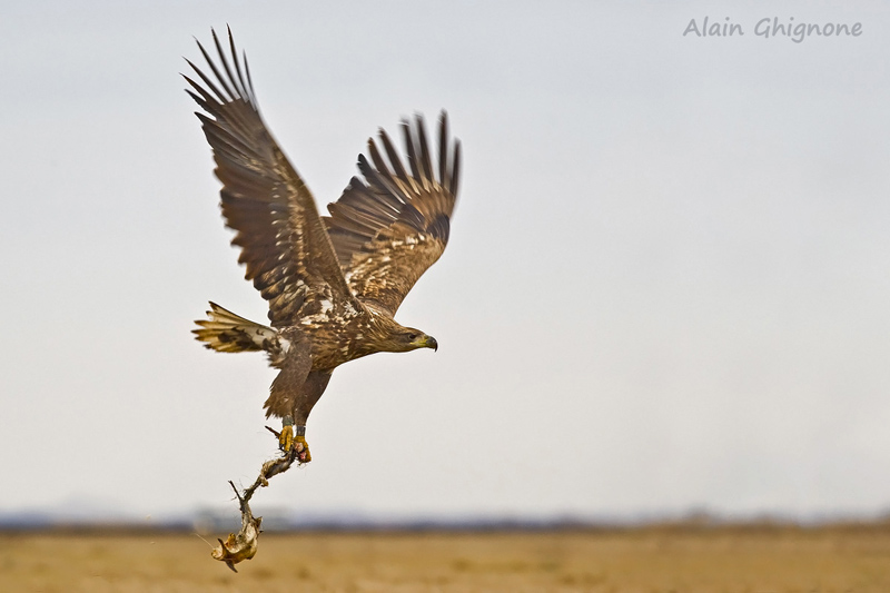 Aquila di mare dal Parco Naturale di Hotobagy